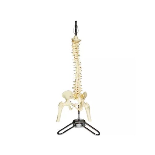 Coluna Vertebral 50cm Anatomic Prime Cirurgica Distribuidora De Medicamentos Equipamentos E Materiais Medicos Hospitalares E Laboratoriais
